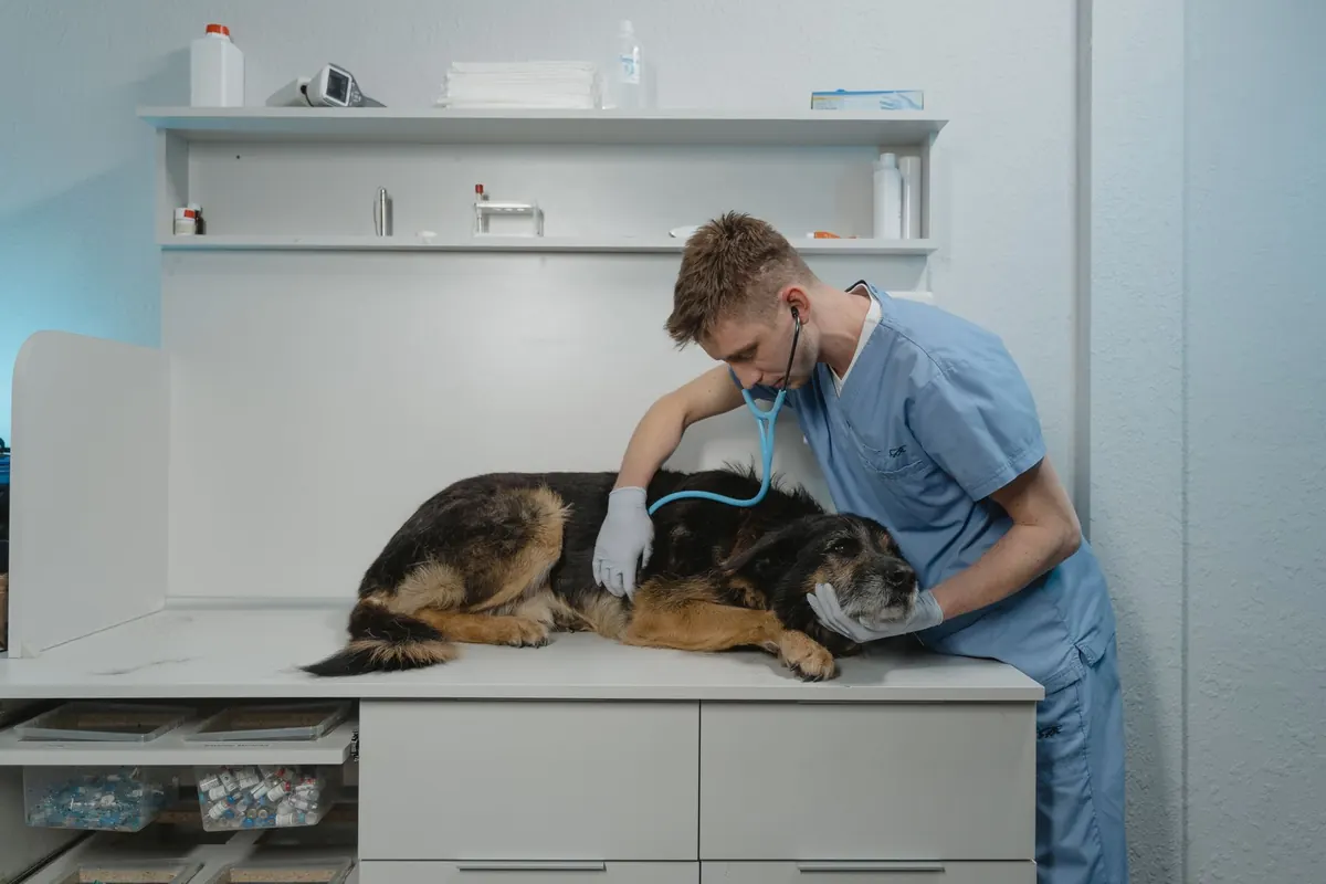 Página web para veterinarias